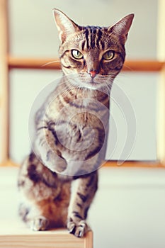 adorable tabby cat with stripes and yellow green eyes sitting looking in camera