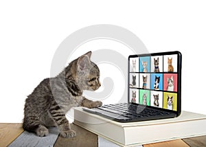 Kitten with paw on tiny laptop conferencing with kittens