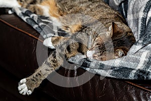 An adorable Tabby pet kitten snuggled on a blanket cuddled up with someone sleeping.