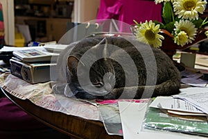 Adorable tabbycat sleeping on a table