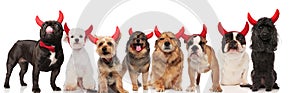 Adorable team of eight dogs dressed as devil