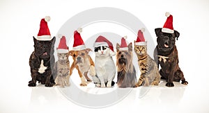 Adorable team of seven christmas pets of different breeds