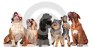 Adorable team of six panting dogs looking up