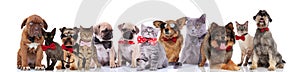 Adorable team of stylish cats and dogs with bowties