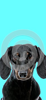 Adorable teckel dachshund doggy in front of blue background in studio