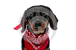 Adorable Teckel puppy making puppy eyes and wearing red bandana