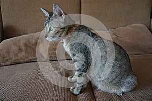 Adorable teen pregnant tabby cat live indoor