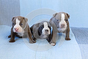 Adorable three-week old American Bully puppies sitting on couch staring