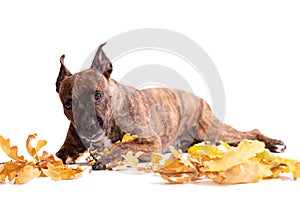 Adorable tiger dog isolated on white background