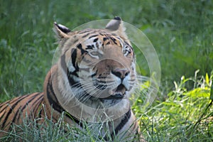 Adorable Tiger at wingham zoo kent