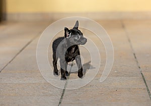 Adorable tiny ChiPoo puppy outdoors