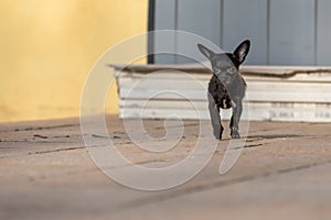 Adorable tiny ChiPoo puppy outdoors