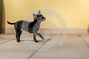 Adorable tiny ChiPoo puppy outdoors