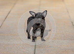 Adorable tiny ChiPoo puppy outdoors