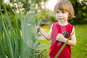 Adorable toddler boy having fun outdoors on sunny summer day. Child exploring nature. Summer activities for kids