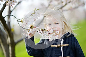 Adorable toddler girl in blooming cherry garden