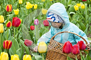 Adorable toddler girl gathering tulips in the garden