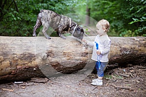 Adorable toddler girl playing with French Bulldog outdoors
