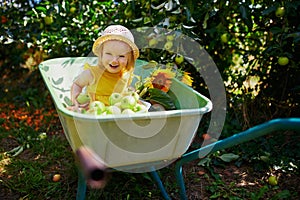 Adorable toddler girl in straw hat sitting in wheelbarrow under apple tree and eating apples on a farm