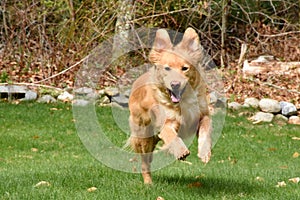 Adorable Toller Dog Leaping into the Air Looking Cute