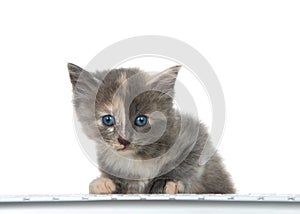 Adorable tortie kitten at computer keyboard isolated