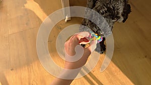 Adorable toy poodle dog playing with human. POV hand giving black puppy a colorful rubber ball. Cutting teeth. Dog