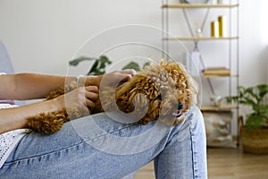 Adorable toy poodle puppy resting on its loving owner's lap.