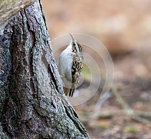 Adorable tree creeper bird perched atop a tree trunk, looking inquisitively outwards