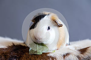 Adorable tricolor guinea pig with black button eyes sitting on cowhide cushion eating lettuce greedily