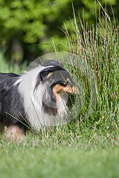 Adorable tricolor sheltie dog sniffing to a long grass