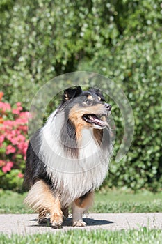 Adorable tricolor sheltie dog standing outside at a park