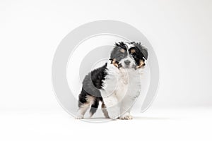 Adorable tricolor terrier puppy looking at the camera with shiny dark eyes. Isolated on white background. Little cuddle puppy