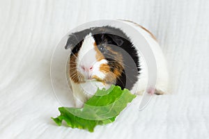 Adorable tricolour female guinea pig with black button eyes with lettuce leaf in front of her