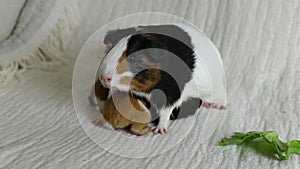 Adorable tricolour female guinea pig with black button eyes standing on couch with her two-days old triplets