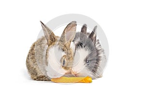 Adorable two bunnies or rabbits  eating carrot on isolated white background with clipping path. It`s small mammals in the family