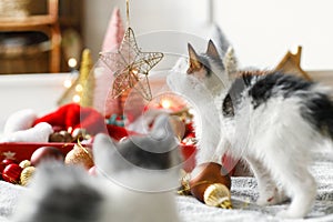 Adorable two kittens playing with christmas star, tree decorations and ornaments in lights