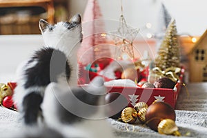 Adorable two kittens playing with christmas star, tree decorations and ornaments in lights