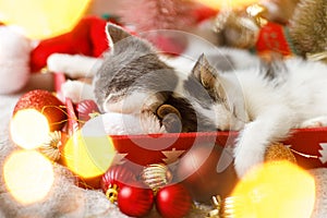Adorable two kittens sleeping on cozy santa hat with baubles in festive box with christmas lights