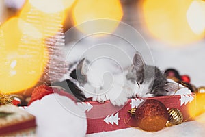 Adorable two kittens sleeping on cozy santa hat with baubles in festive box with christmas lights