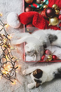 Adorable two kittens sleeping on cozy santa hat with baubles in festive box with christmas lights