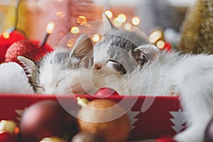 Adorable two kittens sleeping on cozy santa hat with red and gold baubles in christmas lights