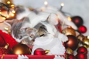 Adorable two kittens sleeping on cozy santa hat with red and gold baubles in christmas lights