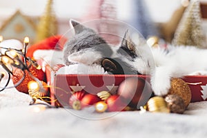 Adorable two kittens sleeping on cozy santa hat with red and gold baubles in christmas lights