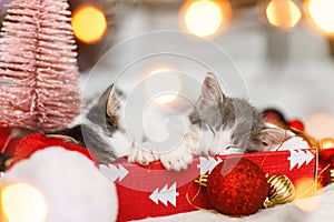 Adorable two kittens sleeping on cozy santa hat with red and gold baubles in christmas lights