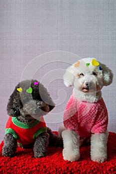 Adorable two poodle dogs sitting on red bed with love shape stickers on fur