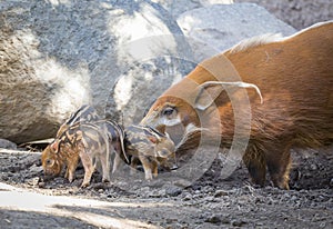Adorable Visayan Warty Piglets with Mother