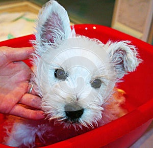 Adorable weat hightland terrier watching on camera.