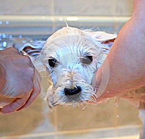 Adorable weat hightland terrier watching on camera. Portret of cute dog after shower.