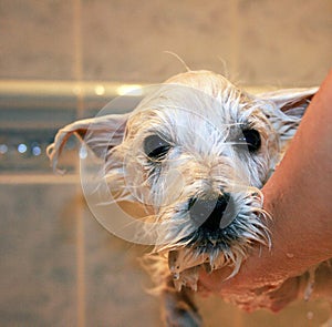 Adorable weat hightland terrier watching on camera. Portret of cute dog after shower.