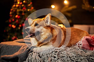 Adorable welsh corgi dog sitting on soft carpet and looking up near decorated Christmas tree